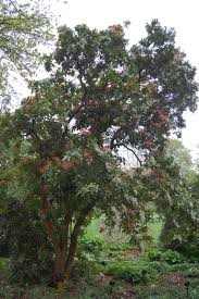 Image result for Pieris formosa
