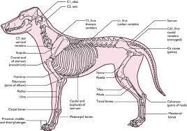 Diagram of dog skeleton from wikipedia labelled by ruth lawson, otago polytechnic. Skeletal System Veterian Key
