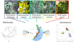 Image result for Erythroxylum emarginatum