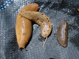 Maui Man with Rat Lungworm Disease Suing Local Organic Farm