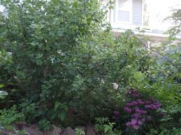 Image result for jostaberry