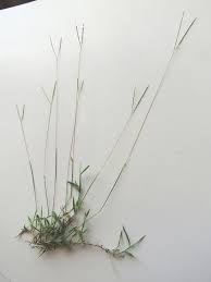 Image result for Axonopus