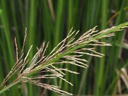 Image result for Chrysopogon