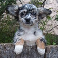 Merle Chihuahua Cross Chihuahua Teacupchihuahua Chihuahuacolors Dog Breeds Working Dogs Breeds Cute Dog Collars