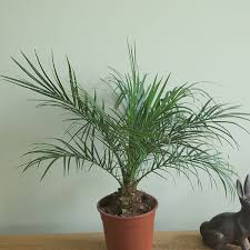 Check spelling or type a new query. Buy Pygmy Date Palm Miniature Date Palm Phoenix Roebelenii Delivery By Crocus Date Palm House Plants Palm