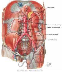 Stomach blood vessels stomach anatomy blood vessels cat blood vessels blood vessels of the abdomen pelvic blood vessels aorta blood vessel renal blood vessels abdominal wall vessels human body blood vessels thoracic blood vessels blood vessel model kidney blood vessels. Arteries Of Posterior Abdominal Wall Blood Supply Of The Abdomen