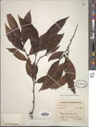 Image result for Diospyros abyssinica