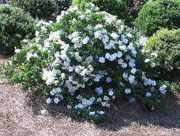 Check spelling or type a new query. Gardenia Jasminoides Crown Jewel Cape Jasmine