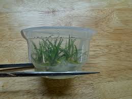 Image result for Xyris parvula