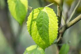 Image result for Tragia shirensis