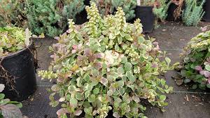 Image result for Ajuga