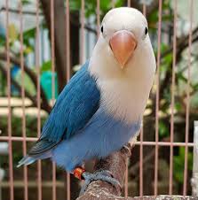 Blue Color Mutation On Lovebird Steemit In 2020 African Lovebirds Love Birds Pretty Animals