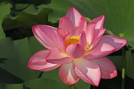 Image result for Lotus