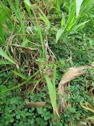 Image result for Urochloa eminii