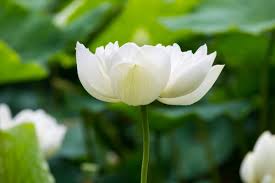 Definizione ⇒ bianchi fiori profumatissimi su cruciverba.it tutte le soluzioni dei cruciverba per bianchi fiori profumatissimi. Fiori Bianchi Caratteristiche E Tipologie