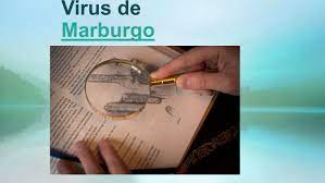 Ambos pueden saltar de su reservorio natural (los murciélagos) al humano y a otros primates. Virus De Marburgo Marburgo 1 Indice 2 Que Es Causas Y Consecuencias Brotes Transmision Signos Y Sintomas Datos Y Cifras Diagnostico Tratamiento Ppt Descargar