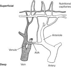 Vascular Thrombosis And Aneurysm About The Wrist Musculoskeletal Key Thrombosis is the medical term for a clot inside a blood vessel.