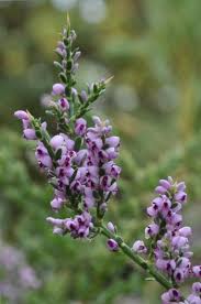 Image result for Muraltia