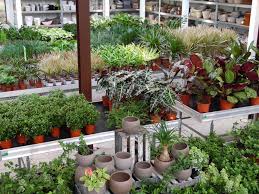 As of yesterday, hotcouponhub has 27 promotions for wolf garten coupon code in total, which include 0 cash back deals, 3 50 percent off sales, and 3 free delivery coupon codes. Pflanzen Discount Aus Bielefeld Pflanzen Erden Pflanzgefasse Dekoartikel