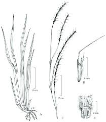 Image result for Schizachyrium sanguineum
