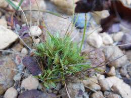 Image result for Pycreus pumilus