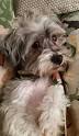 Arizona Havanese Rescue Groups