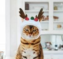 Pet Christmas Hat Cats Headband White Festival Head ...