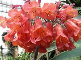 What Is The Difference Between Mother Of Thousands And Mother Of Millions Indoor Flowering Plants Flowering House Plants Plants