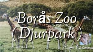 Borås djurpark grundades 1962 av sigvard berggren tillsammans med borås kommun med mottot ''djur i natur'' och lade idén till parken efter detta. Boras Zoo Djurpark Youtube