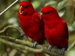 49 Free Birds Wallpaper Download On Wallpapersafari Wallpaper makes a statement about your style. 49 free birds wallpaper download on