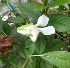 Melati) merupakan pokok jenis belukar renek dan ia juga dikatakan pokok yang jenis merayap dan menjalar. Bunga Melur Steemit