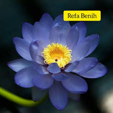 Check spelling or type a new query. Bunga Lotus Biru