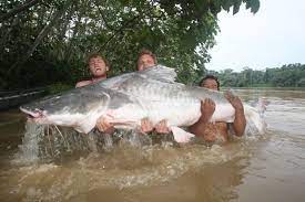 Piraiba Catfish World Record Biggest Fish In The World Ever Caught Big Huge Fishes Records Largest Monster Fishing Giant Si Big Catfish Catfish Monster Fishing