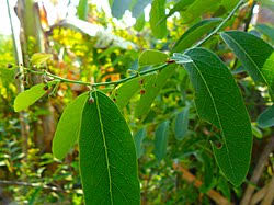 Image result for Phyllanthus engleri