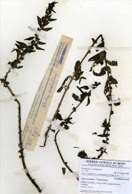 Image result for Alectra sessiliflora