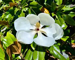 Image result for Magnoliaceae