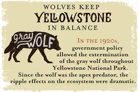 Infographic Wolves Keep Yellowstone In The Balance Earthjustice Since 1995, when wolves were reintroduced to the american west, research has shown that in many.