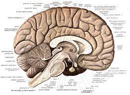 Below the cortex are axons, which are long. Neuroanatomy Wikipedia