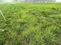 Image result for Sorghastrum stipoides