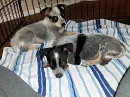 Teacup yorkie for sale in houston texas. Mesa Az Blue Heeler Meet Heeler Pups A Pet For Adoption