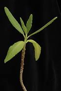Image result for Tetradenia bainesii