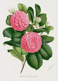 Camellia 1845 Charles Lemaire Flore Des Serres Et Des Jardin Camellia Azalea Rhododendron Prints With Images Botanical Flowers Flower Illustration Botanical Prints