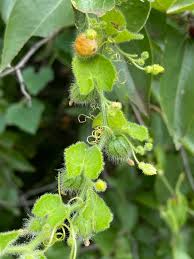 Image result for Kedrostis foetidissima