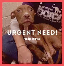 Click on the adoption center closest to you to view animals available for adoption and learn more about our adoption philosophy, process and we consider our adopters to be a part of the mspca family; Barcs