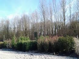 Immobilier.notaires® et l'office notarial sarl norial vous proposent: Pepinieres Plessis Luzarches La Pepiniere Val D Oise 95 Plessis Luzarches Val D Oise 95