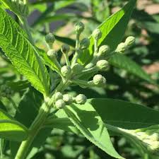 Image result for Vernonia zanzibarensis