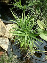 Image result for Cyperus fischerianus