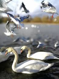 Birds That Don T Fly Away Don T Fly Away Seagulls And Swans Backwell Nature Reserve Nature Reserve Great Shots Nature
