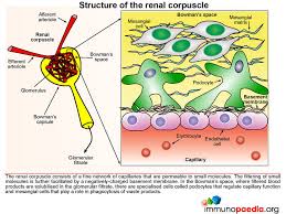 The goal of the standard treatment guidelines is to promote high standards of clinical practice and to improve the quality of health care to the public. Post Streptococcal Glomerulonephritis Psgn Immunopaedia