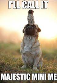 Funny Dog Memes About Life Pugs Funny Cute Pugs Funny Animals